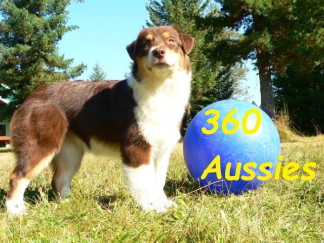 Australian Shepherd Dog puppy for sale + 63265