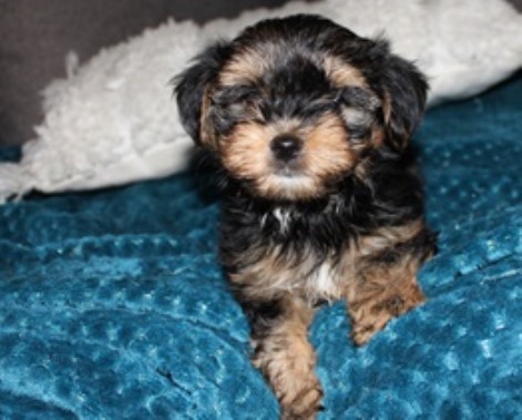 Havashire Puppy