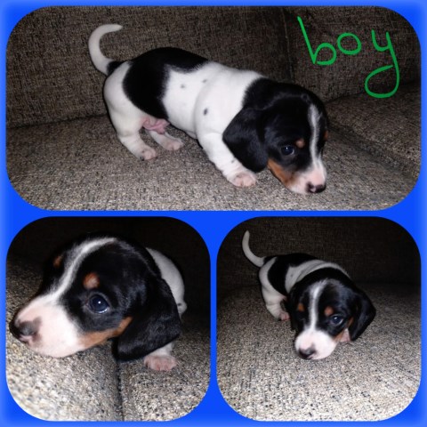 Dachshund puppy for sale + 58765