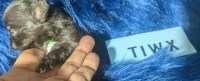 LC  Chocolate Chihuahua Puppies  Males Chihuahua for sale/adoption