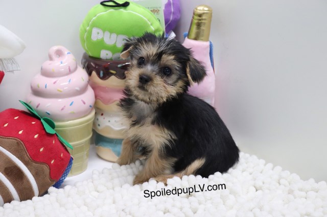 Yorkshire Terrier puppy for sale + 54137