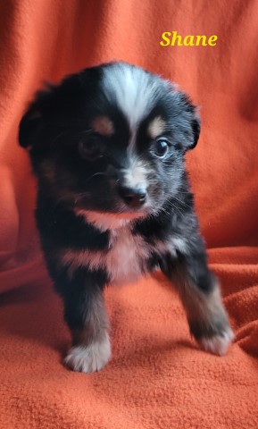 Toy or mini Australian Shepherd Puppies born 9-20-22. Call 231 821 2232