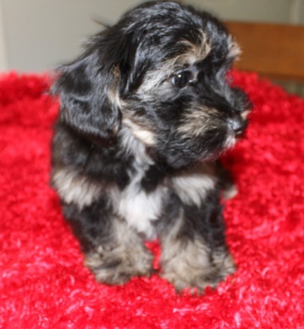 Havanese puppy for sale + 63336