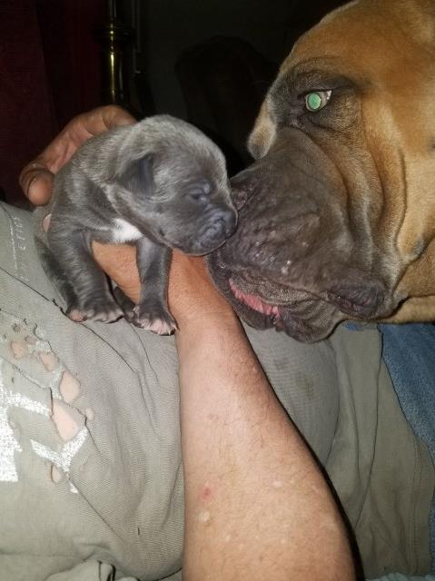 Cane Corso puppy for sale + 53125