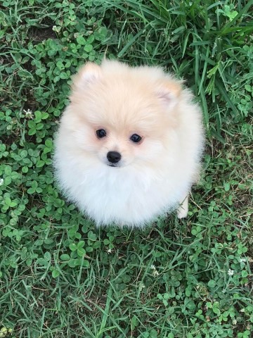 CKC Pomeranian. Female. Temp name: Priscilla.