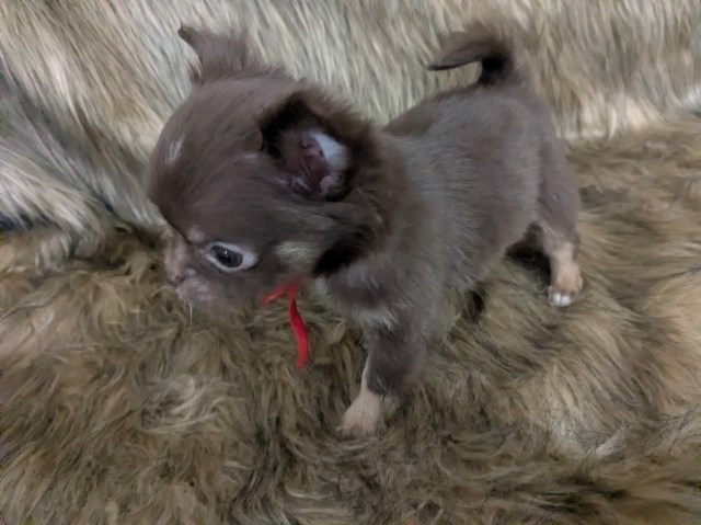 Chihuahua puppy for sale + 67152