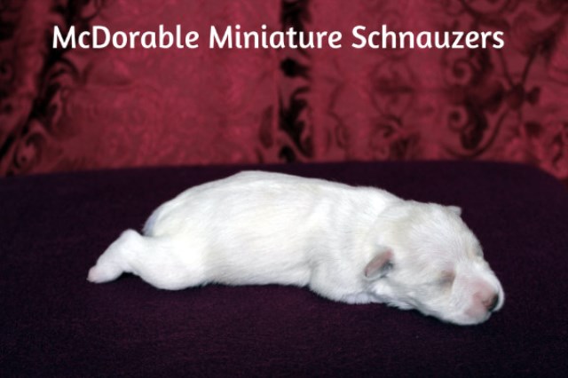 Miniature Schnauzer puppy for sale + 47363