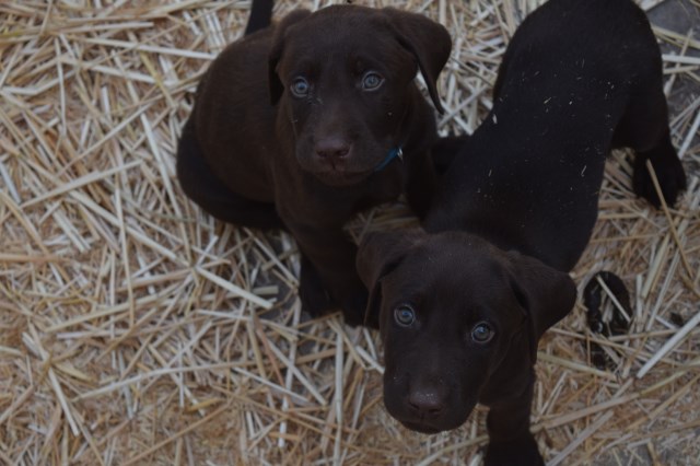 Labrador Retriever puppy for sale + 50926