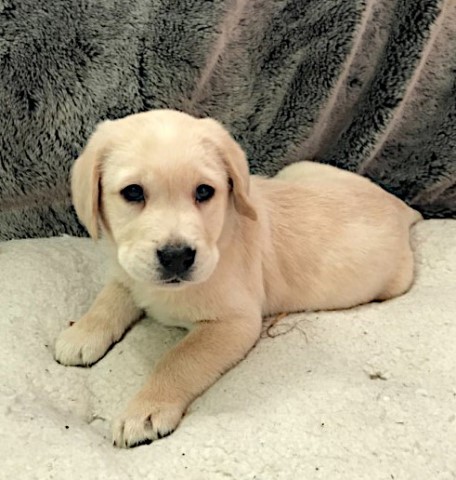 Labrador Retriever puppy for sale + 61132