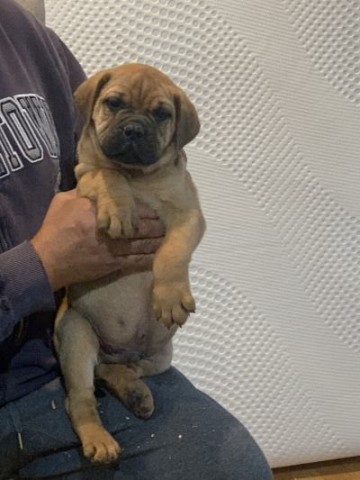 Bullmastiff puppy for sale + 66223