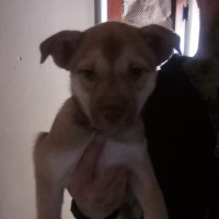 Husky mix puppies Siberian Husky for sale/adoption