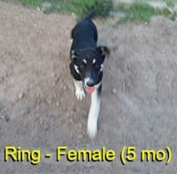 5-month-old (Ring) For Sale (No Papers) Malinois for sale/adoption