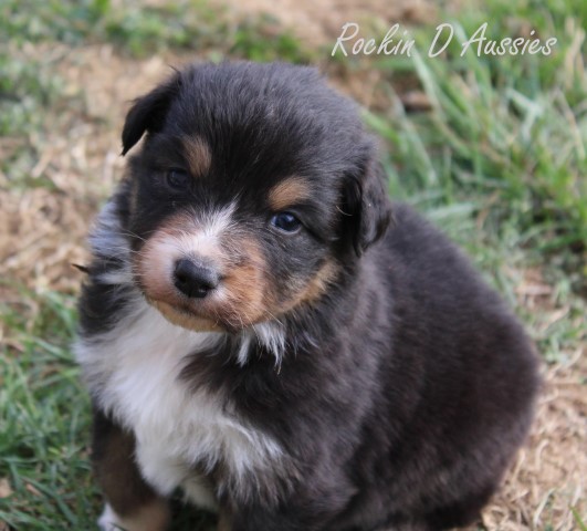 AKC & ASCA Australian Shepherd puppies! Male & female. Parents health tested.