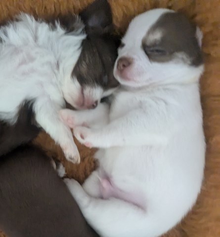 Chihuahua puppy for sale + 65909