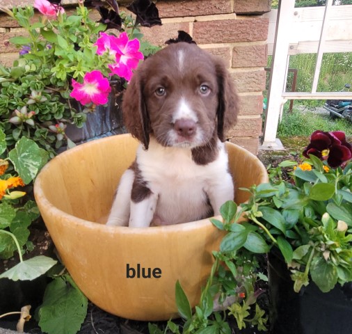 English springer spaniel