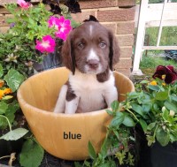 English springer spaniel English Springer Spaniel for sale/adoption