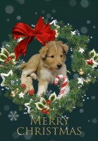 John and Kyle 8 Way Non Carriers.  100% Perfect! Collie for sale/adoption