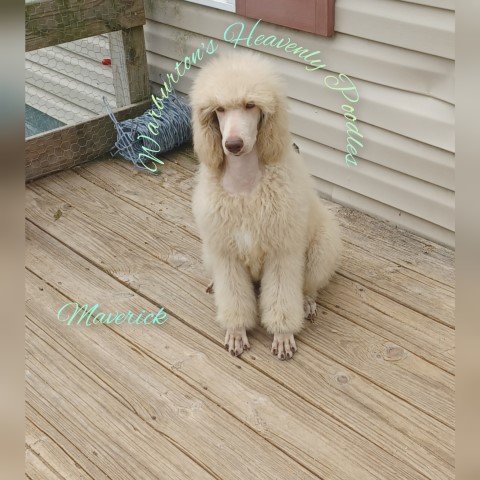 Standard Poodle Puppies