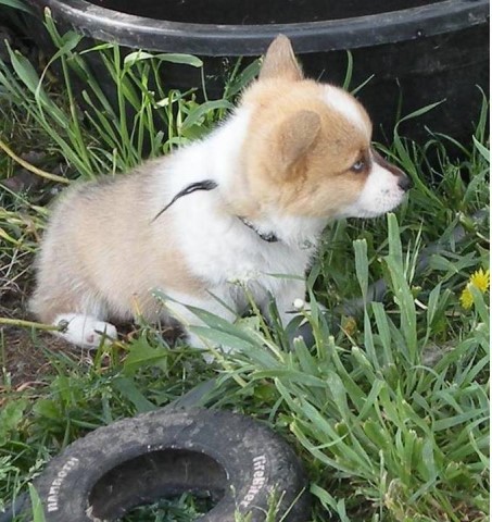 Pembroke Welsh Corgi puppy for sale + 64922