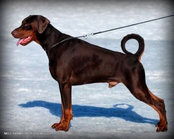 Doberman Pinscher puppy for sale + 61538