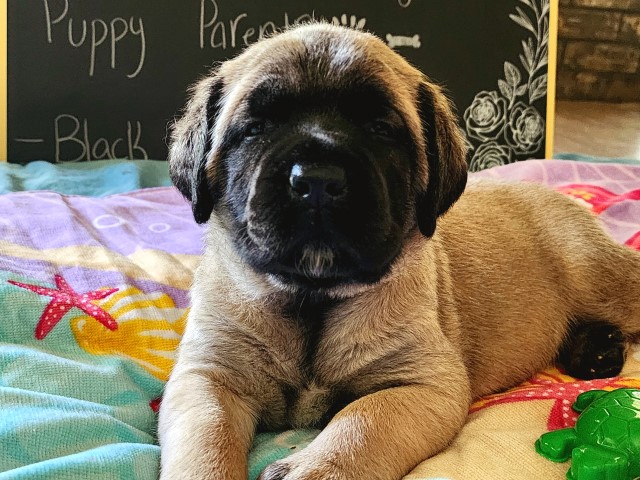 Akc English Mastiff Fawn female