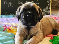 Mastiff thumbnail