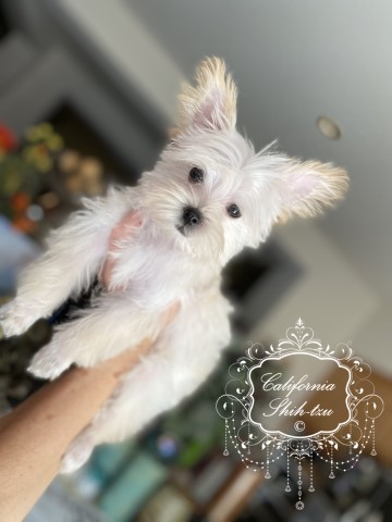 Maltese puppy for sale + 61876