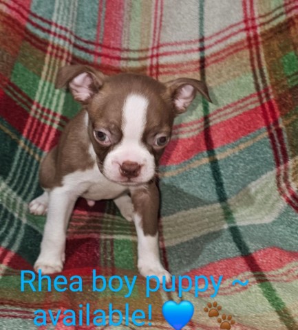 Boston Terrier puppy for sale + 65868