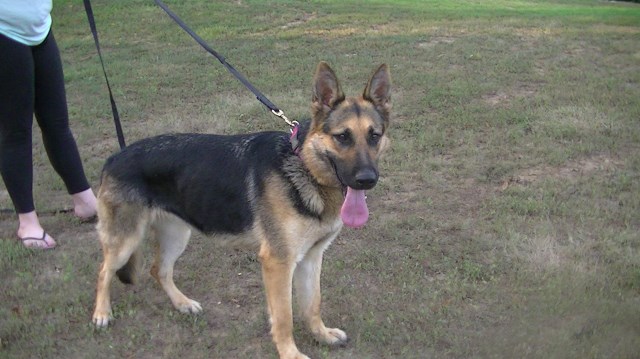 Working line black/tan female, N HEAT NOW !