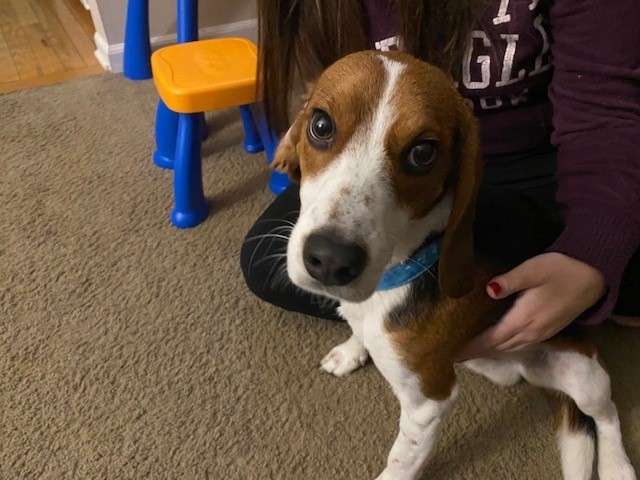 Young Beagle needs new home