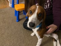 Young Beagle needs new home Beagle for sale/adoption