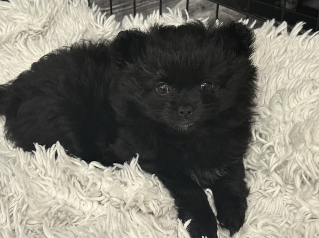 Pomchi girl for sale