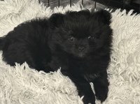 Pomeranian thumbnail