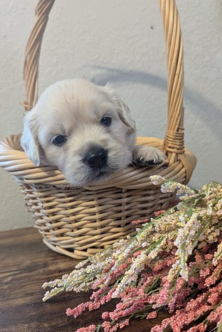 ENGLISH SHORT HAIR GOLDADOR GOLDEN X LAB