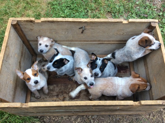 Australian Cattle Dog puppy for sale + 53459