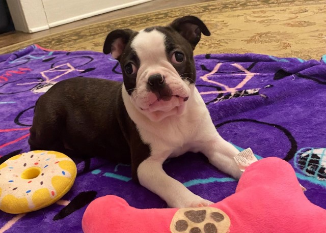 Boston Terrier puppy for sale + 64739