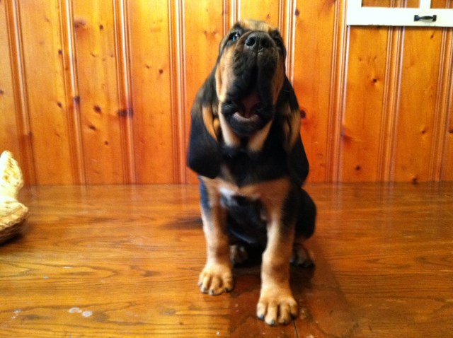Bloodhound puppy for sale + 47250