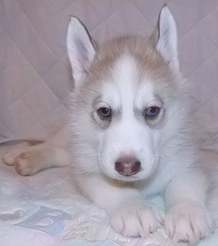 Siberian Husky puppy for sale + 51956