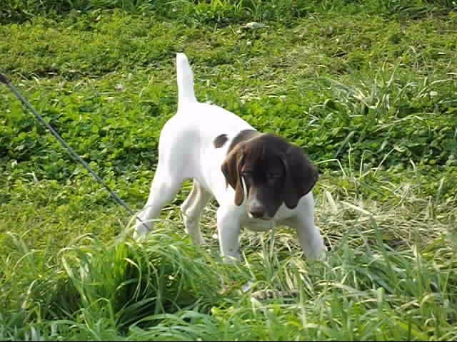 German Shorthaired Pointer puppy for sale + 51431