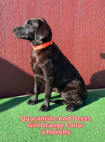 AKC Black Female Lab Pup