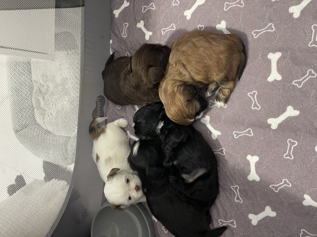 Shih Tzu puppies for sale