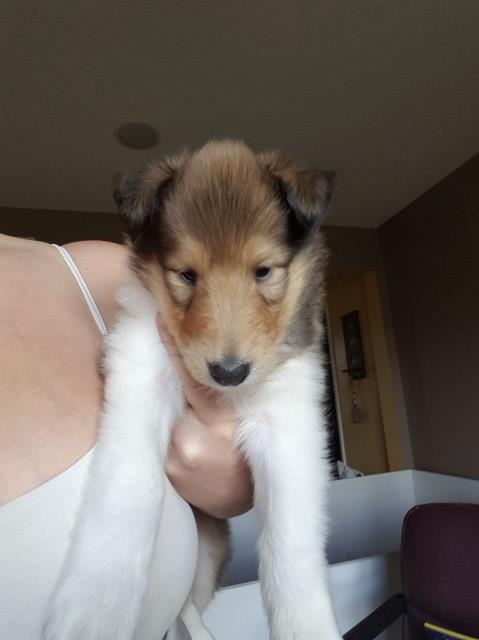 Collie Puppies For Sale