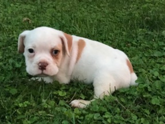 Pug puppy for sale + 50008