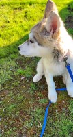 Low Content Wolfdog Alaskan Malamute for sale/adoption