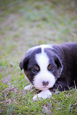 AKC Miniature Australian Shepherd "Mini Aussie"