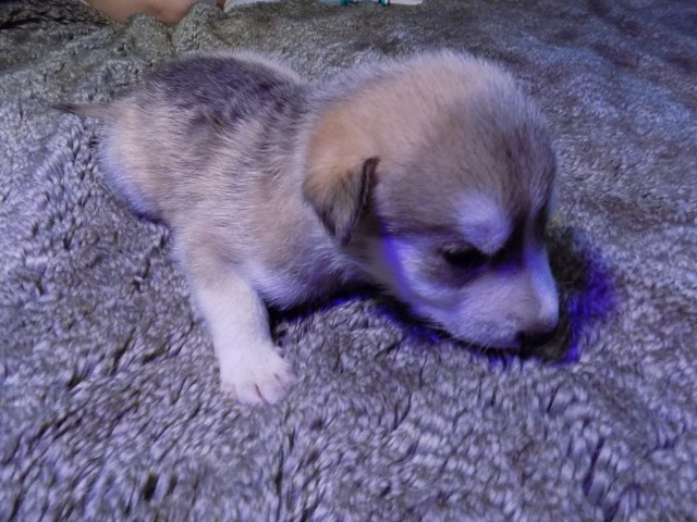Alaskan Malamute puppy for sale + 60181