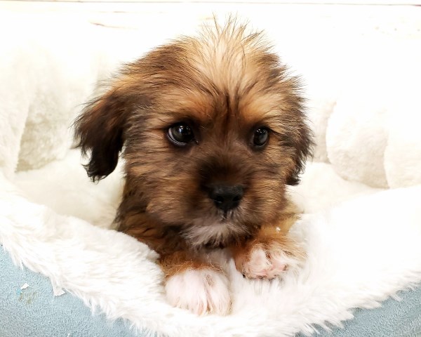 Yorkshire Terrier puppy for sale + 54224