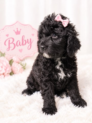 AKC registered Portuguese water dog puppies available now!
