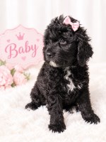 Last Puppy Listed