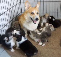 Pembroke Welsh Corgi Puppies. Pembroke Welsh Corgi for sale/adoption